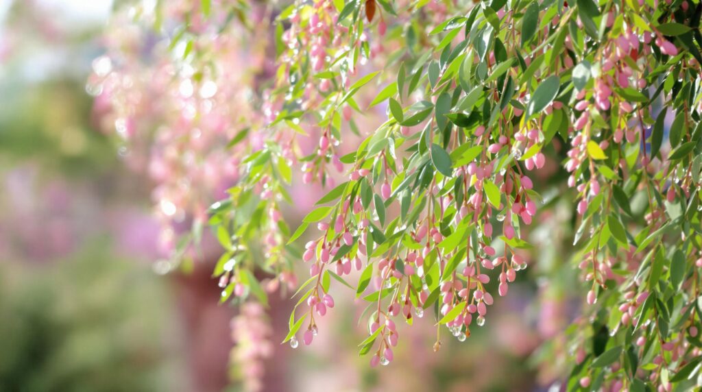 Saule crevette : arbuste au feuillage panaché 2 Branches with pink blossoms and water droplets