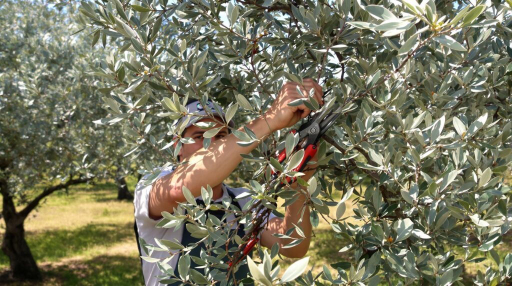 Man pruning an olive tree with pruning shears.