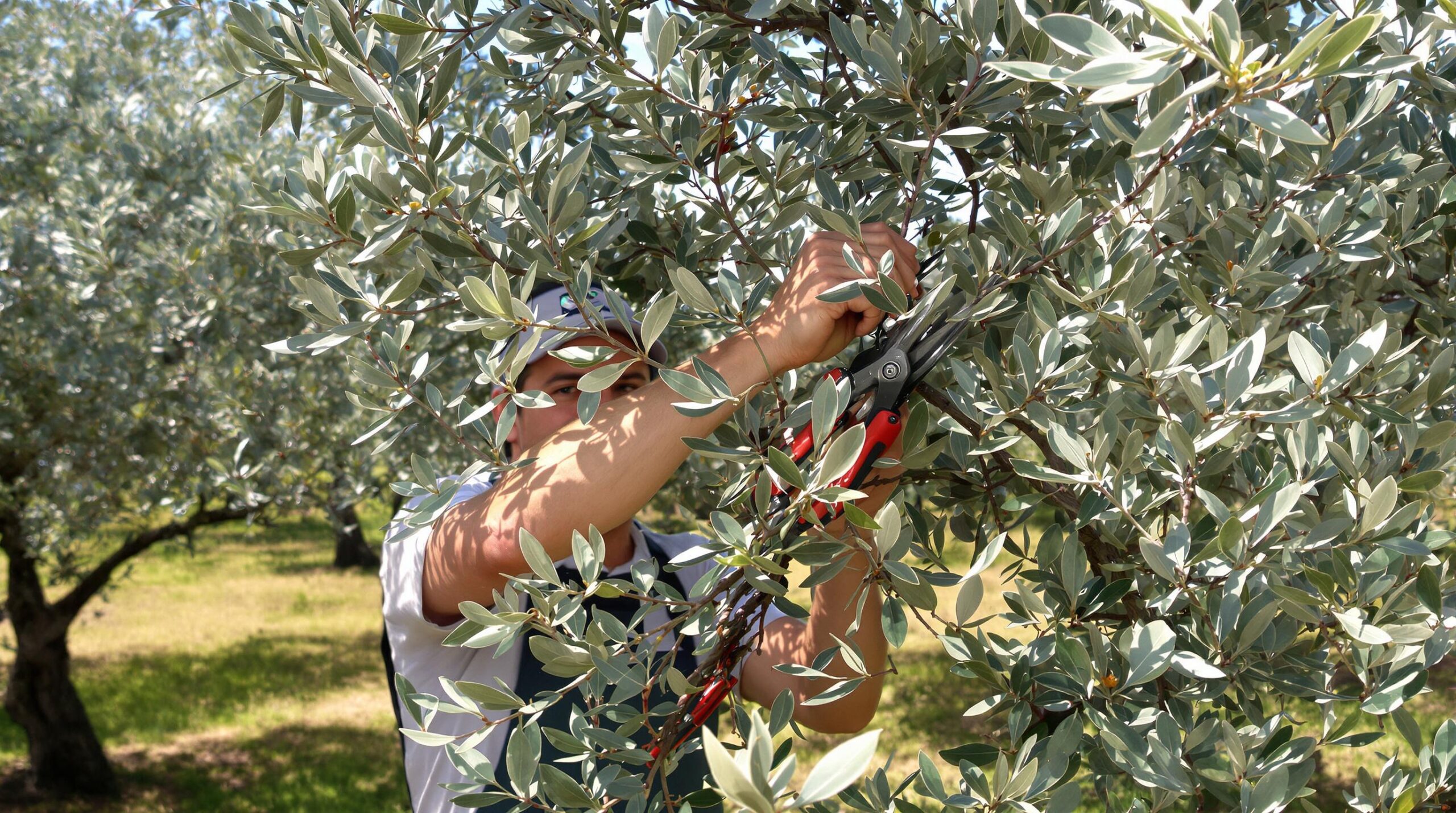 Man pruning an olive tree with pruning shears.