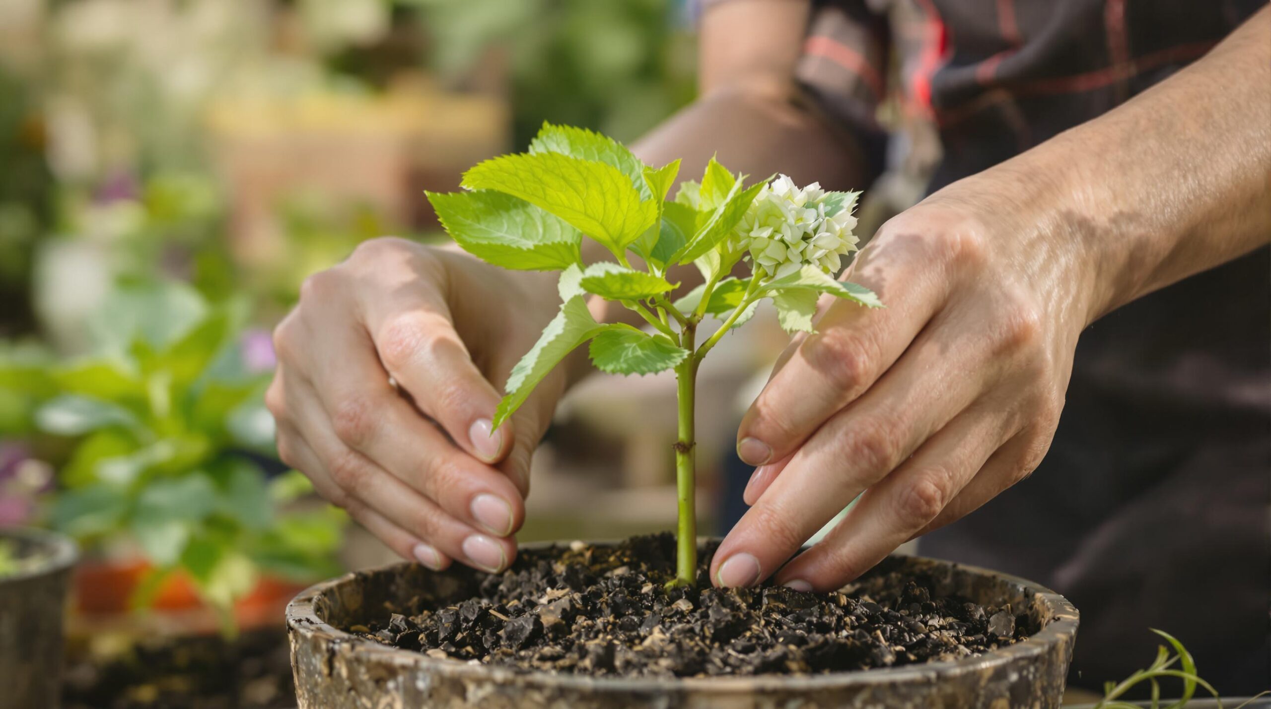 Planting a small hydrangea in a pot.