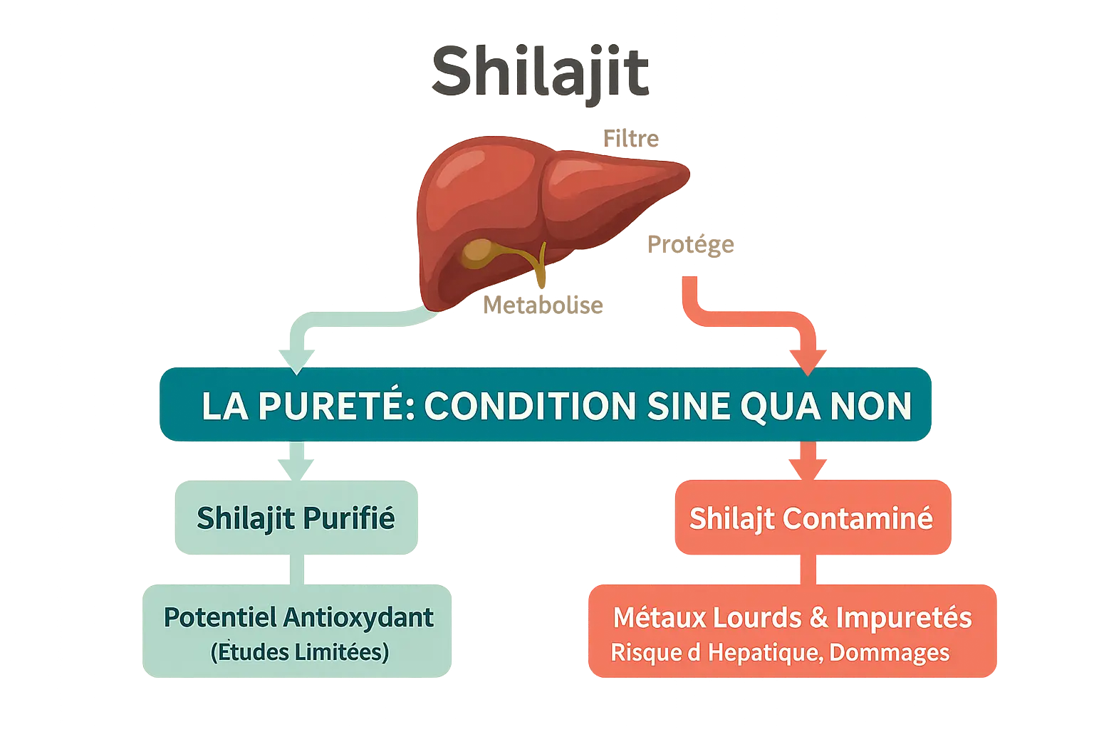 Shilajit danger : quels sont ses effets ? 7 Schéma de l'organisme humain avec mise en évidence du foie