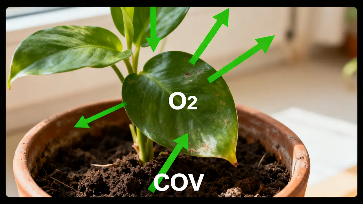 plantes dépolluantes : guide débutant sans jargon 2 Infographie plante dépolluante absorption O2 et COV en pot